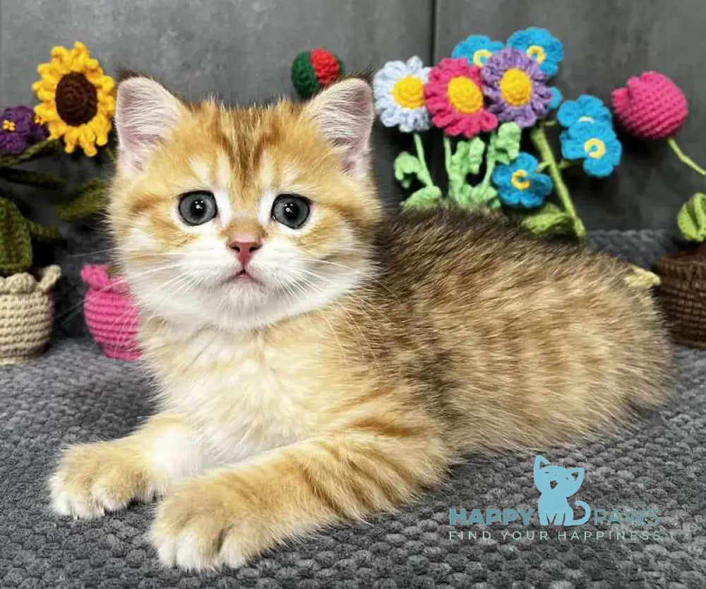 Joker Scottish Straight male black golden spotted tabby live animals