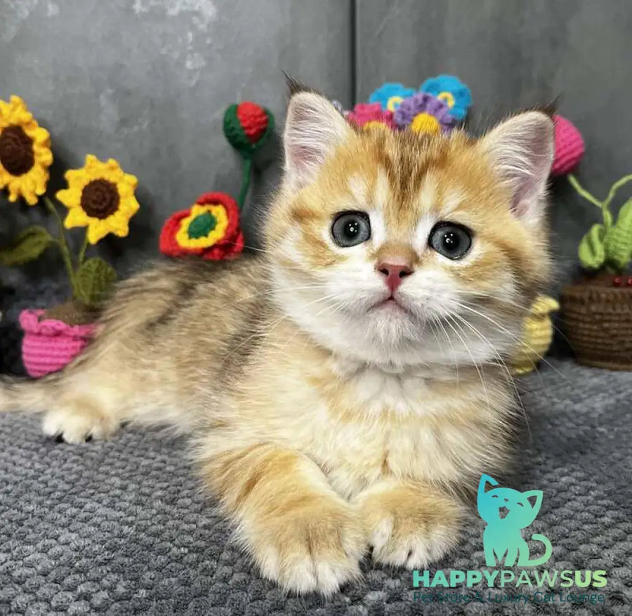 Joker Scottish Straight male black golden spotted tabby live animals