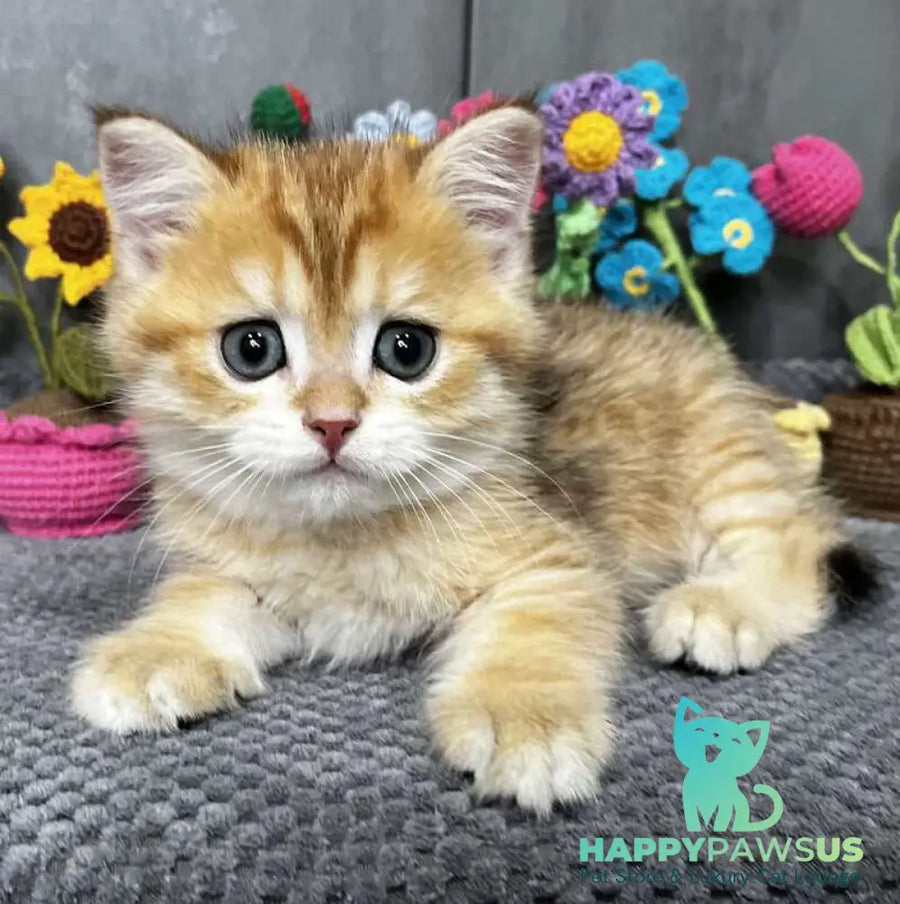 Joker Scottish Straight male black golden spotted tabby live animals