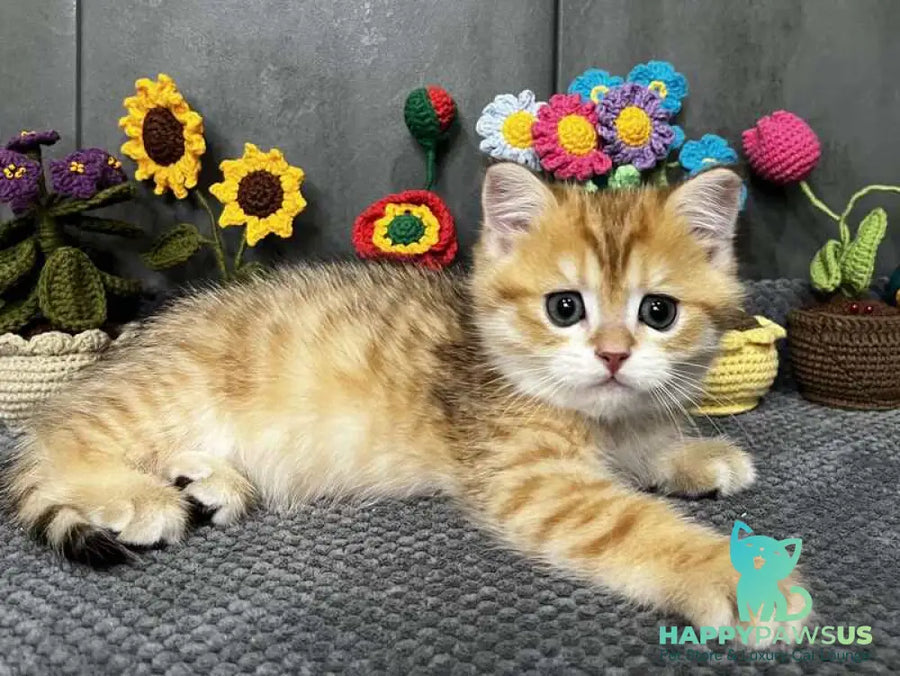 Joker Scottish Straight male black golden spotted tabby live animals