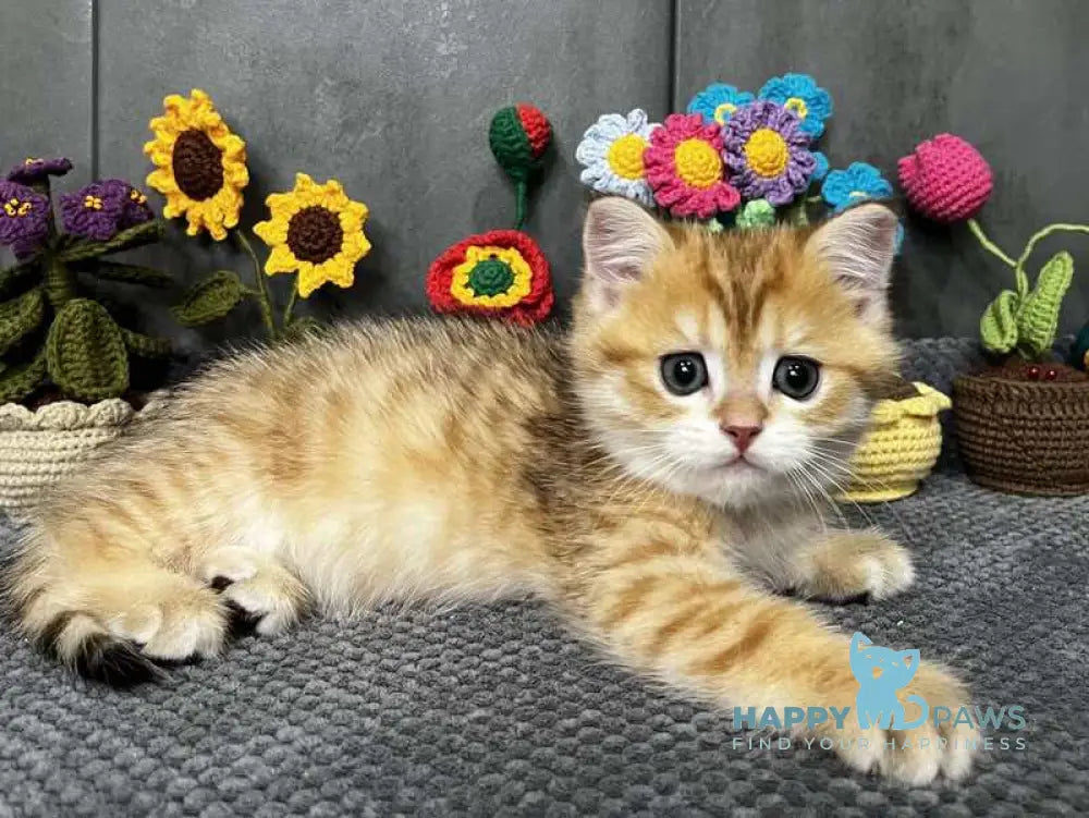 Joker Scottish Straight male black golden spotted tabby live animals