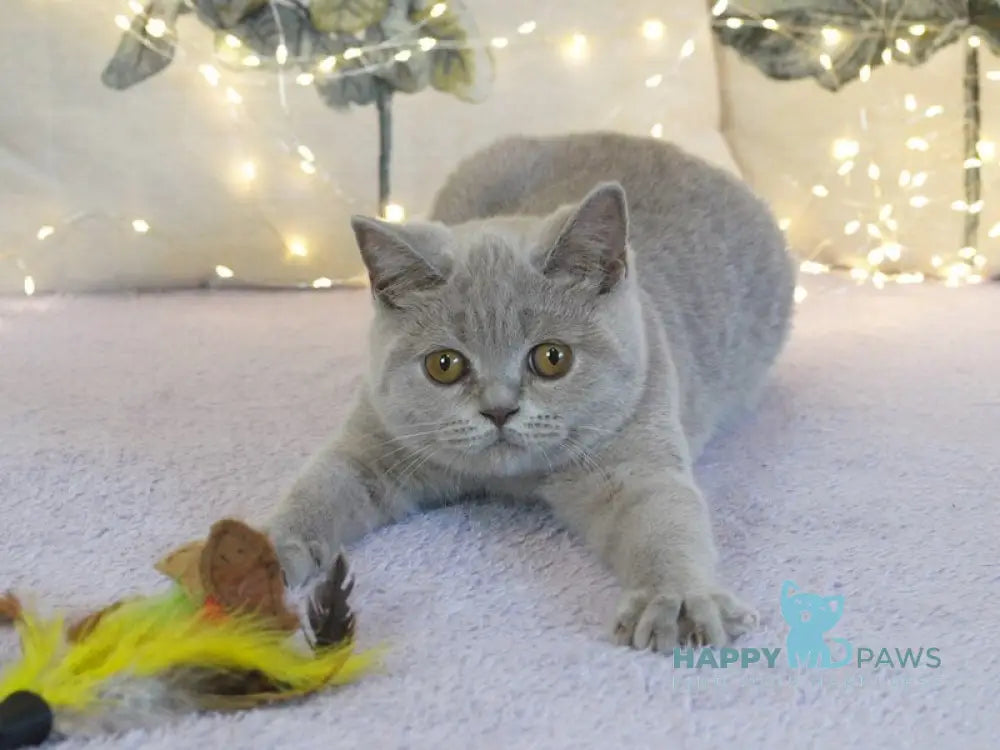 Jolee British Shorthair female lilac live animals