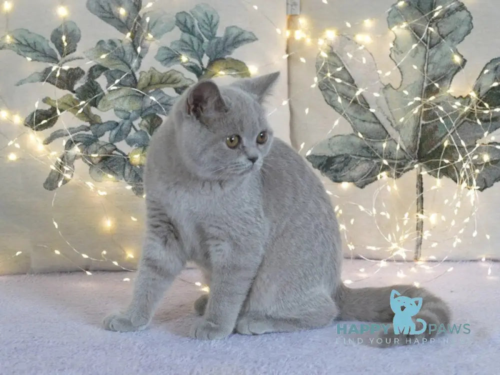 Jolee British Shorthair female lilac live animals