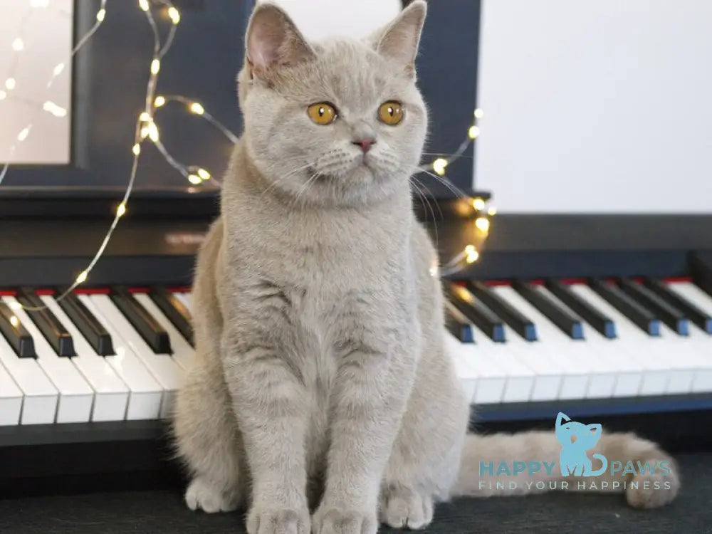 Jolee British Shorthair female lilac live animals
