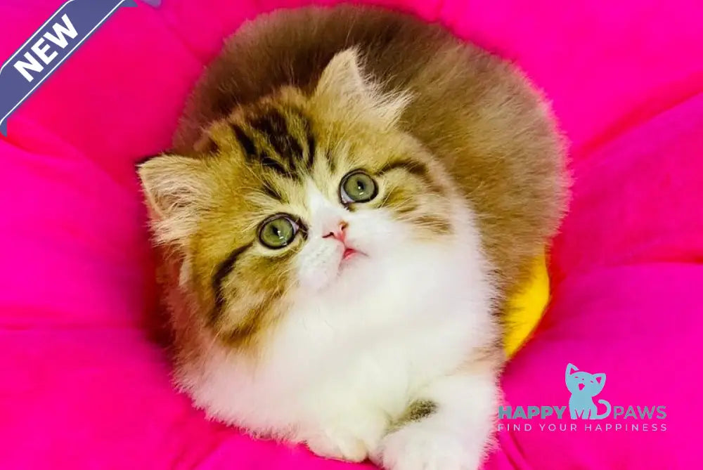 Jolene Scottish Straight female chocolate tortie bicolour tabby live animals
