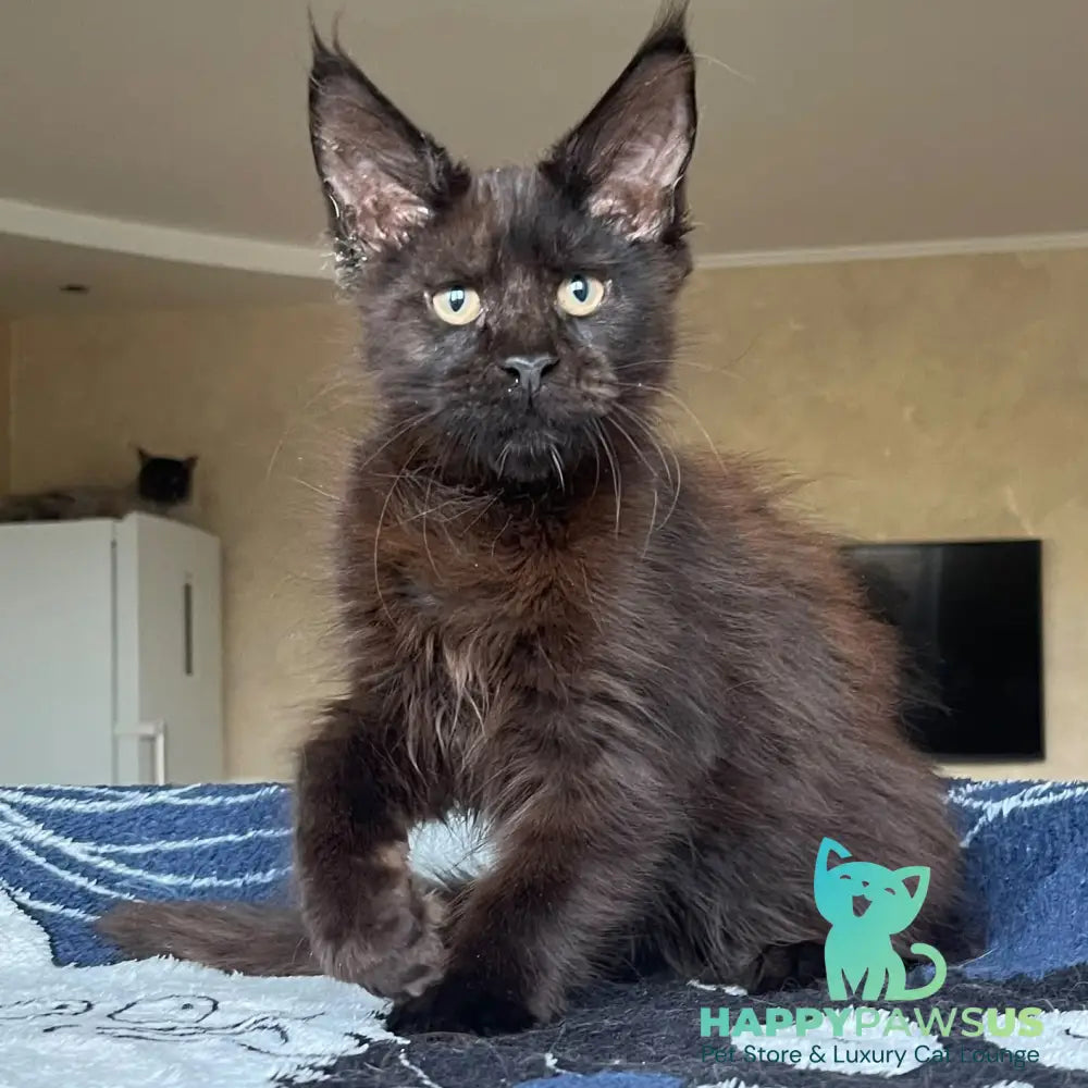 Joli Maine Coon female black - live animals
