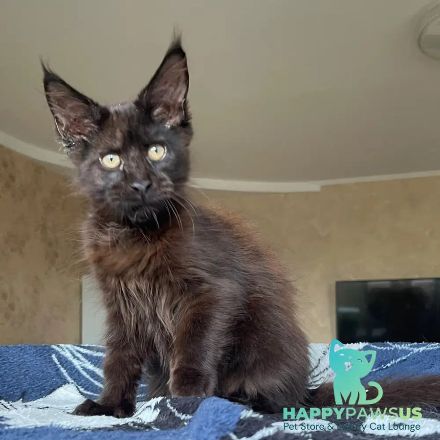 Joli Maine Coon female black - live animals