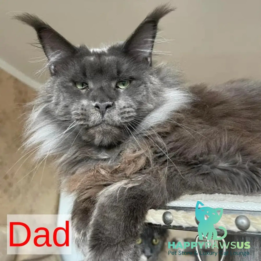 Joli Maine Coon female black - live animals