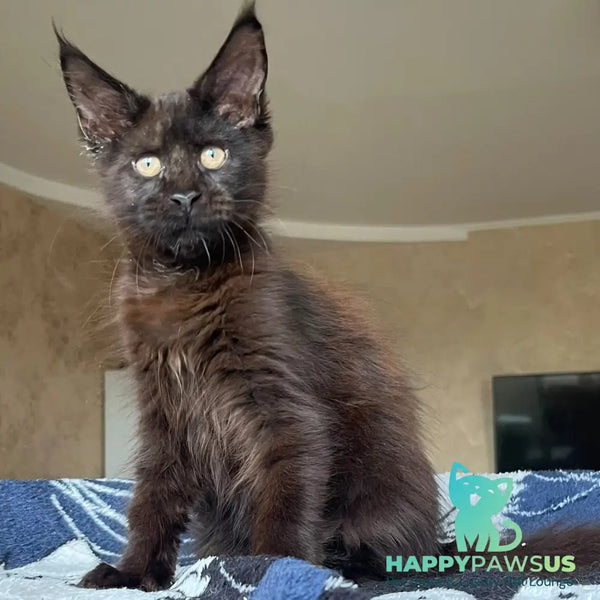 Joli Maine Coon female black - live animals