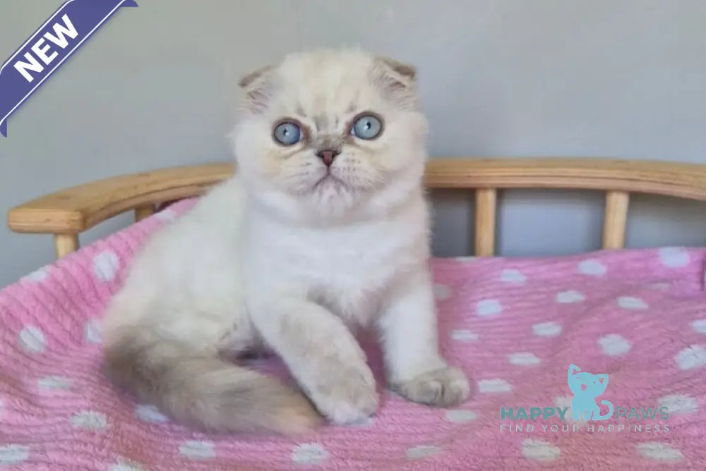 Joli Scottish Fold female blue tortie tabby pointed live animals