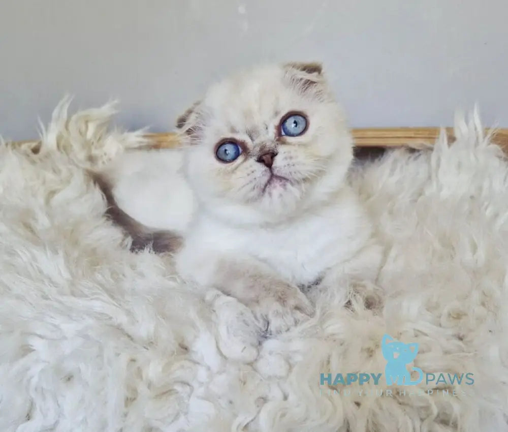 Joli Scottish Fold female blue tortie tabby pointed live animals