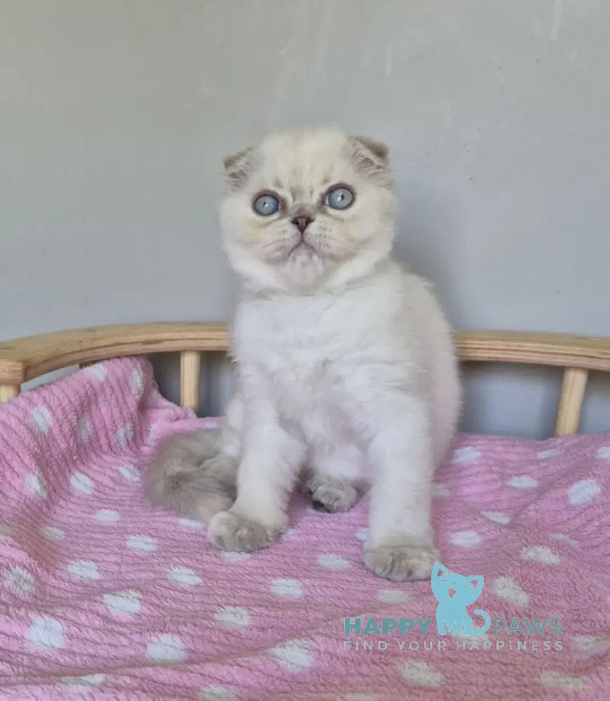 Joli Scottish Fold female blue tortie tabby pointed live animals