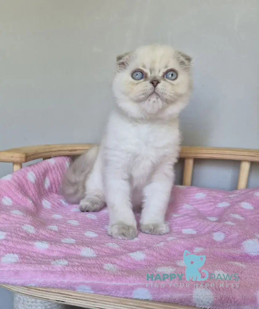 Joli Scottish Fold female blue tortie tabby pointed live animals