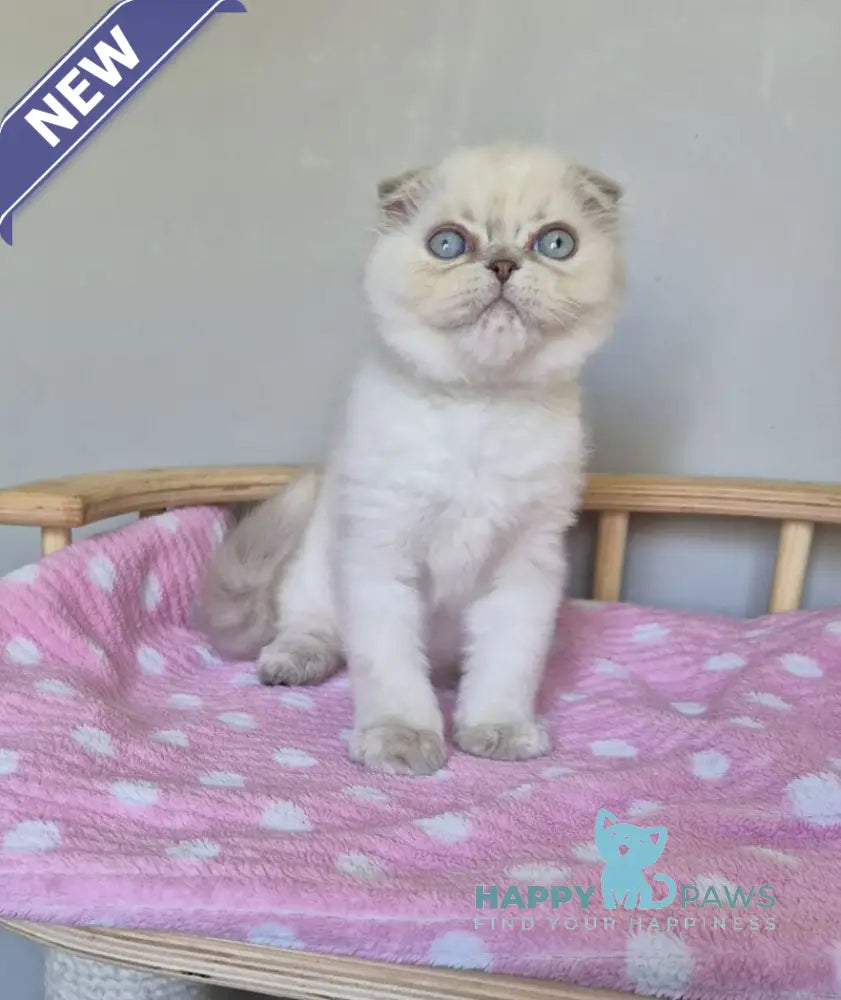 Joli Scottish Fold female blue tortie tabby pointed live animals