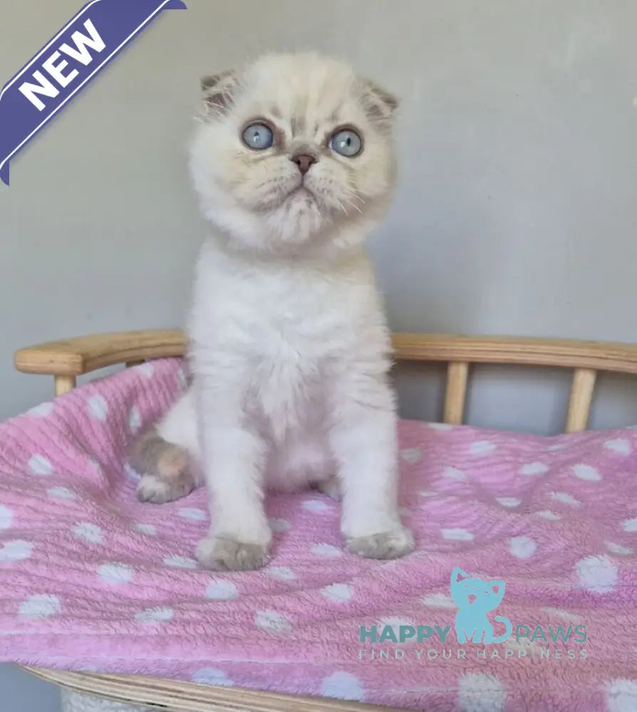 Joli Scottish Fold female blue tortie tabby pointed live animals