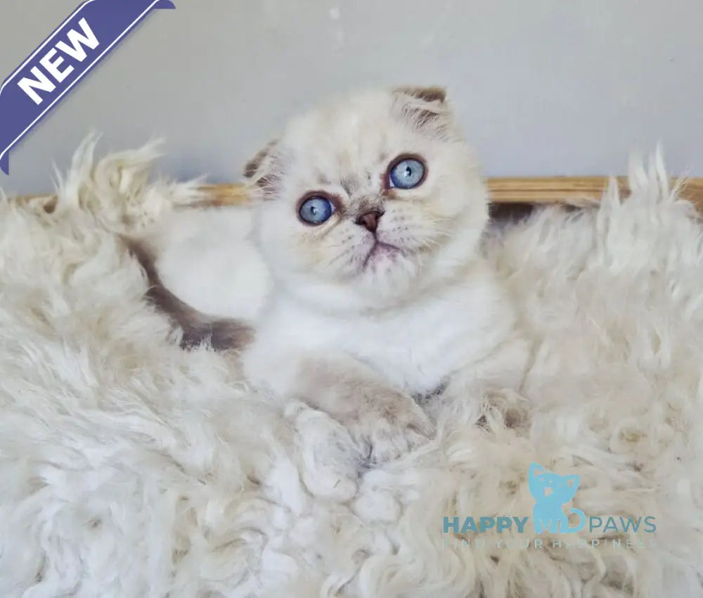 Joli Scottish Fold female blue tortie tabby pointed live animals