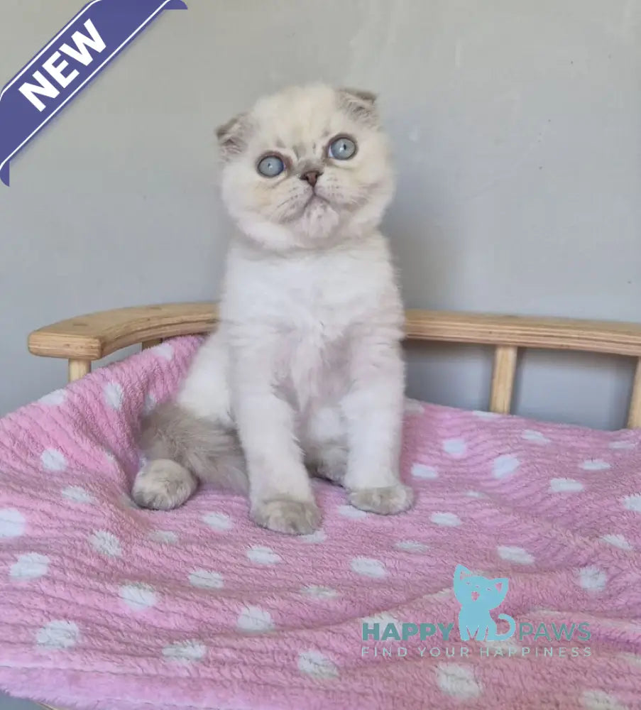Joli Scottish Fold female blue tortie tabby pointed live animals