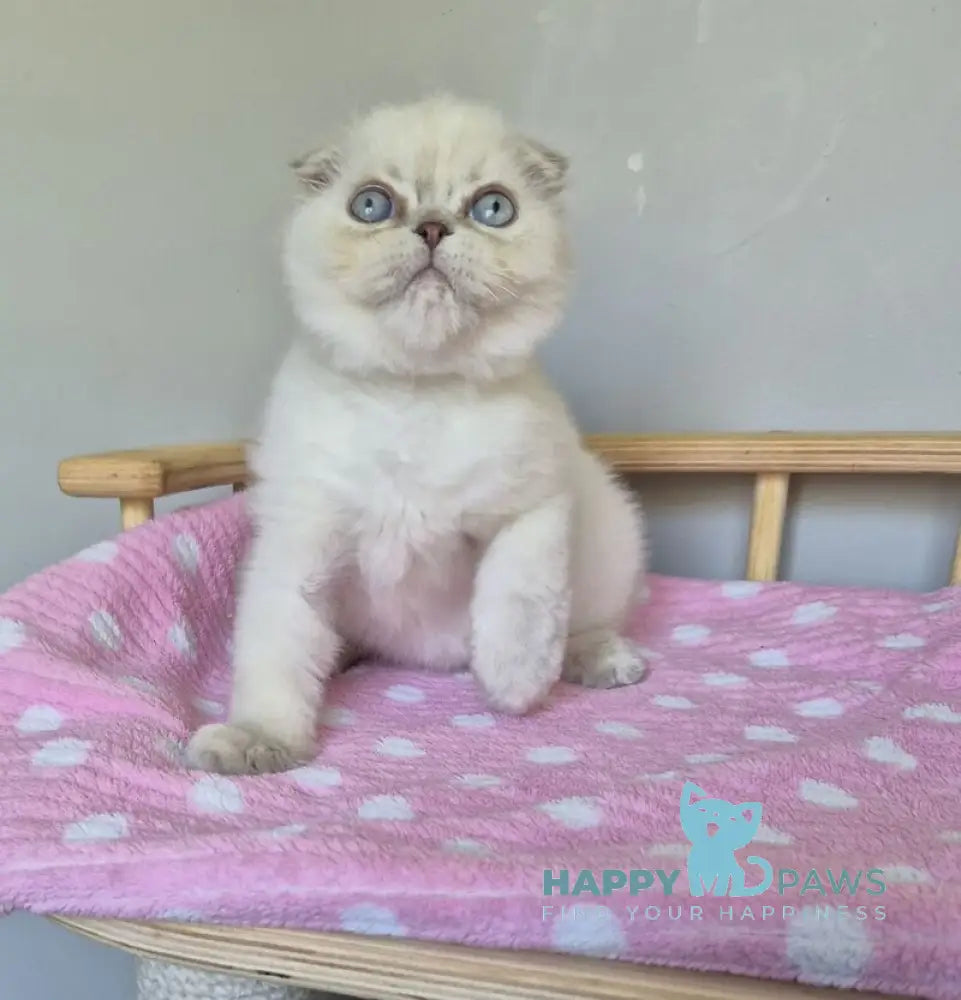 Joli Scottish Fold female blue tortie tabby pointed live animals