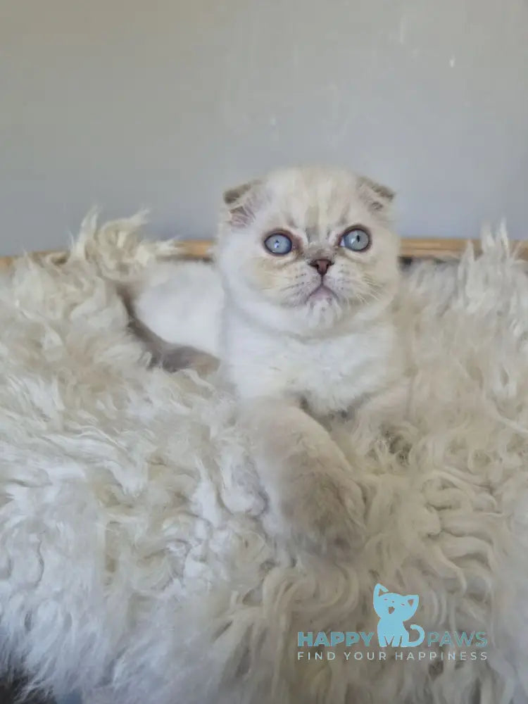 Joli Scottish Fold female blue tortie tabby pointed live animals