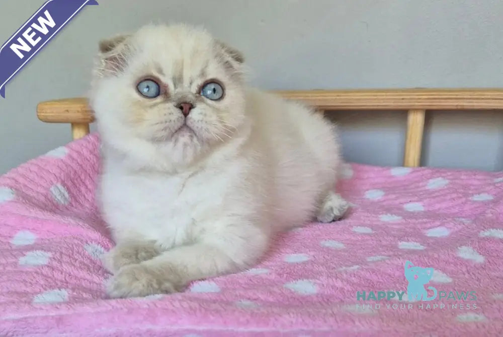 Joli Scottish Fold female blue tortie tabby pointed live animals