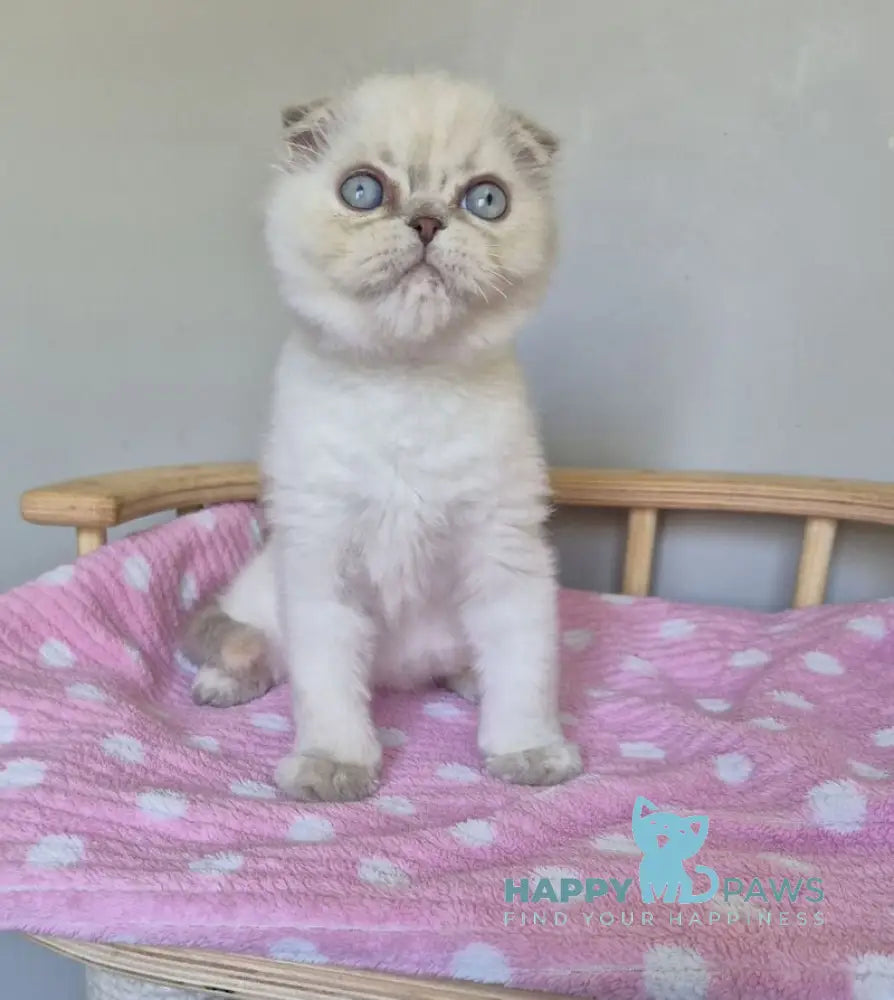 Joli Scottish Fold female blue tortie tabby pointed live animals