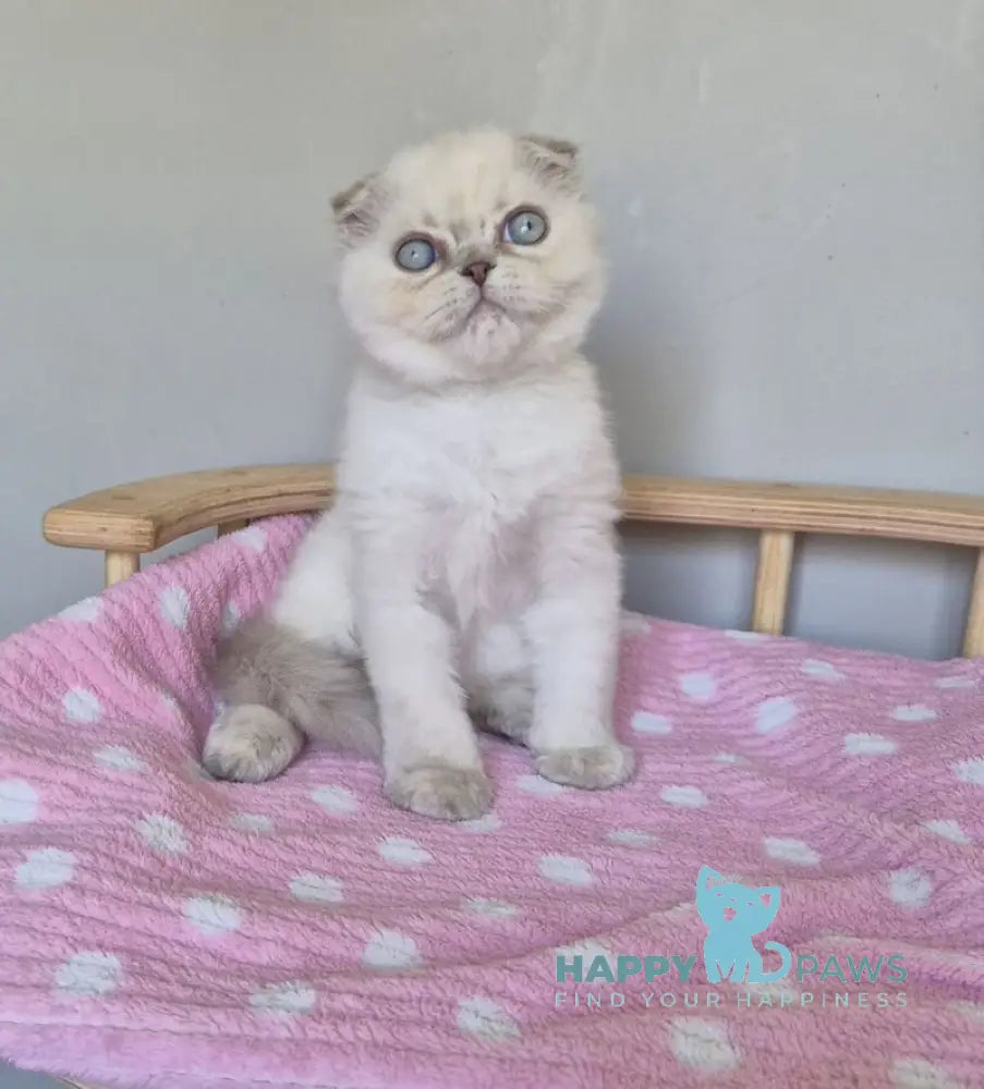 Joli Scottish Fold female blue tortie tabby pointed live animals