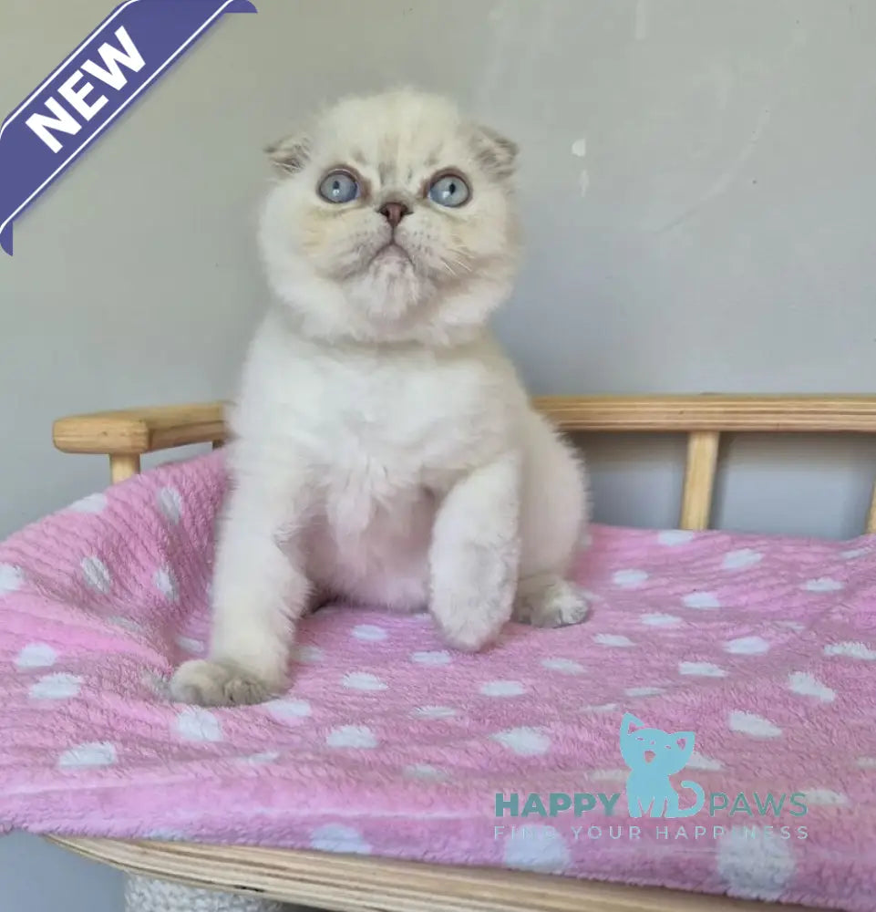 Joli Scottish Fold female blue tortie tabby pointed live animals