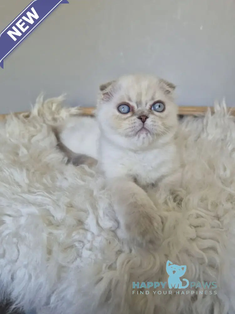 Joli Scottish Fold female blue tortie tabby pointed live animals