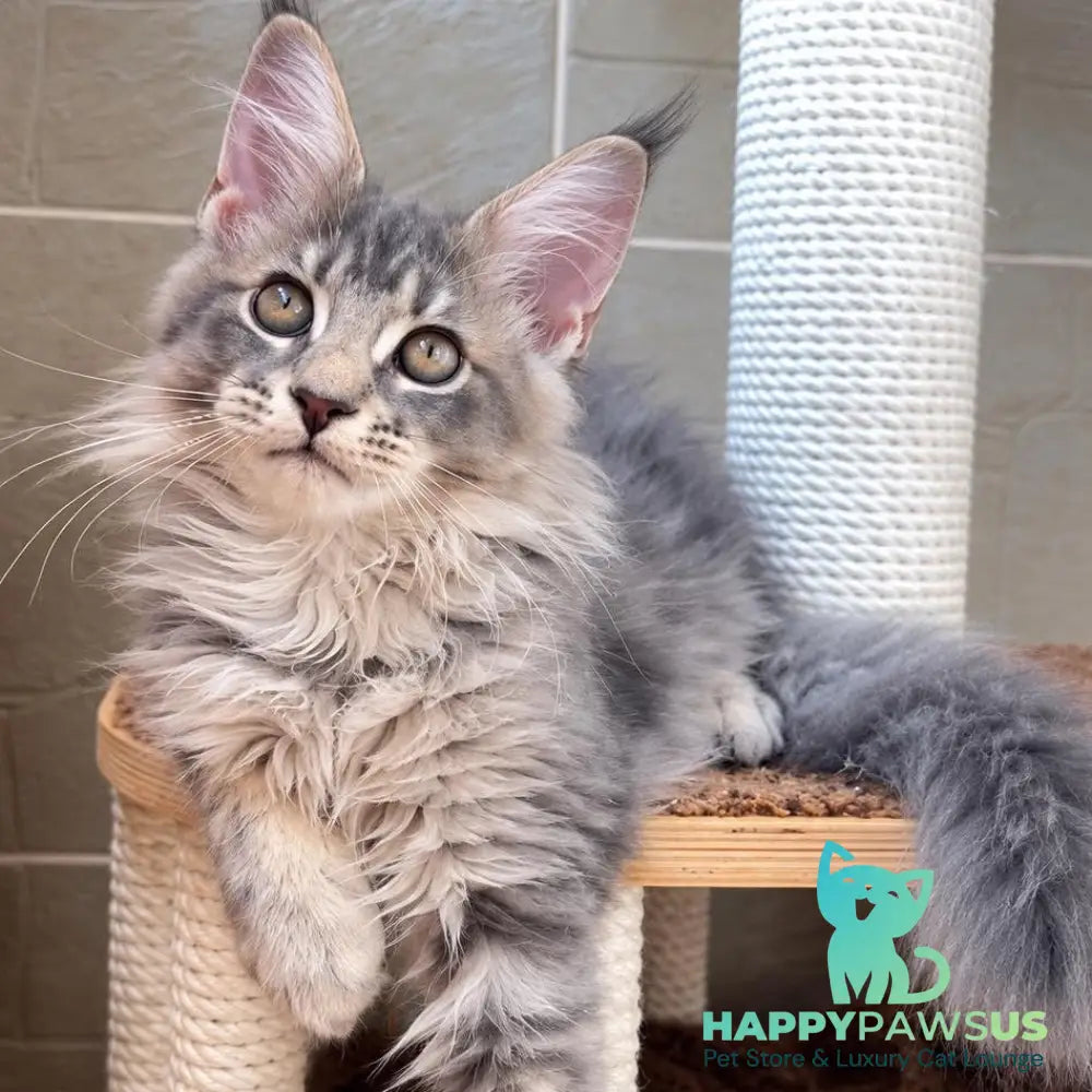 Jolie Maine Coon female blue silver tabby - live animals