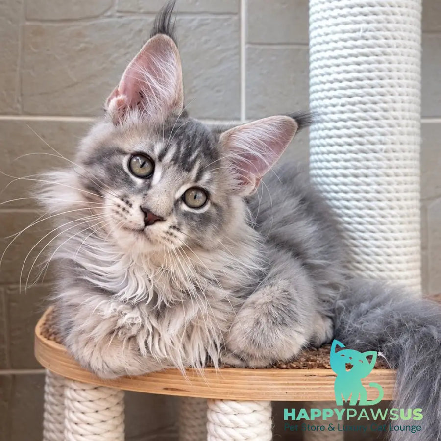 Jolie Maine Coon female blue silver tabby - live animals