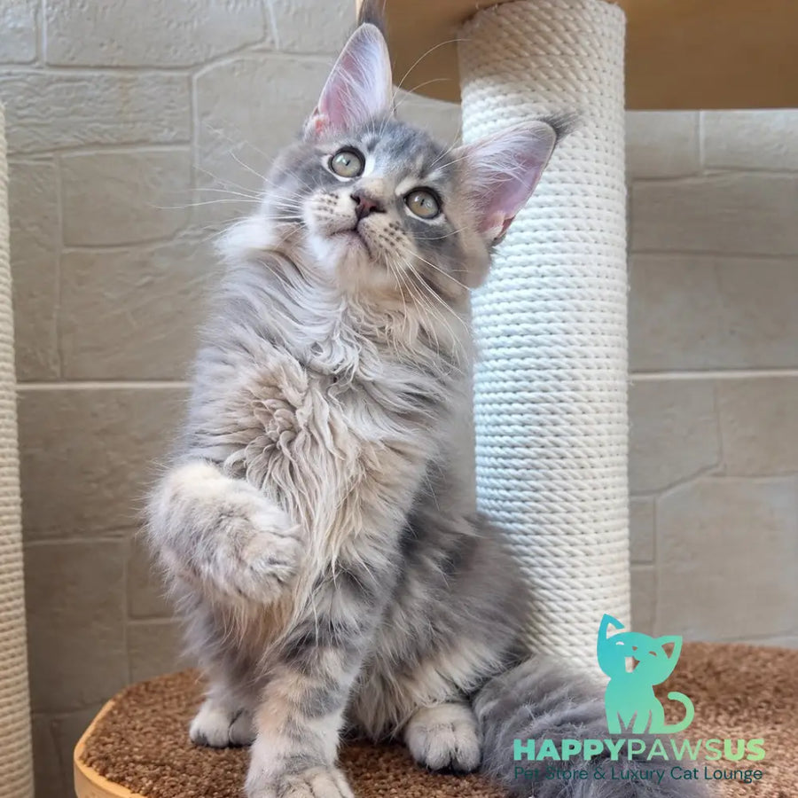 Jolie Maine Coon female blue silver tabby - live animals