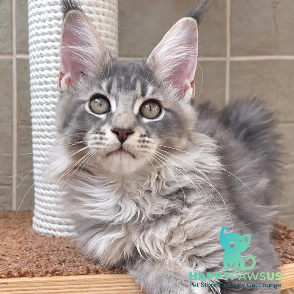 Jolie Maine Coon female blue silver tabby - live animals