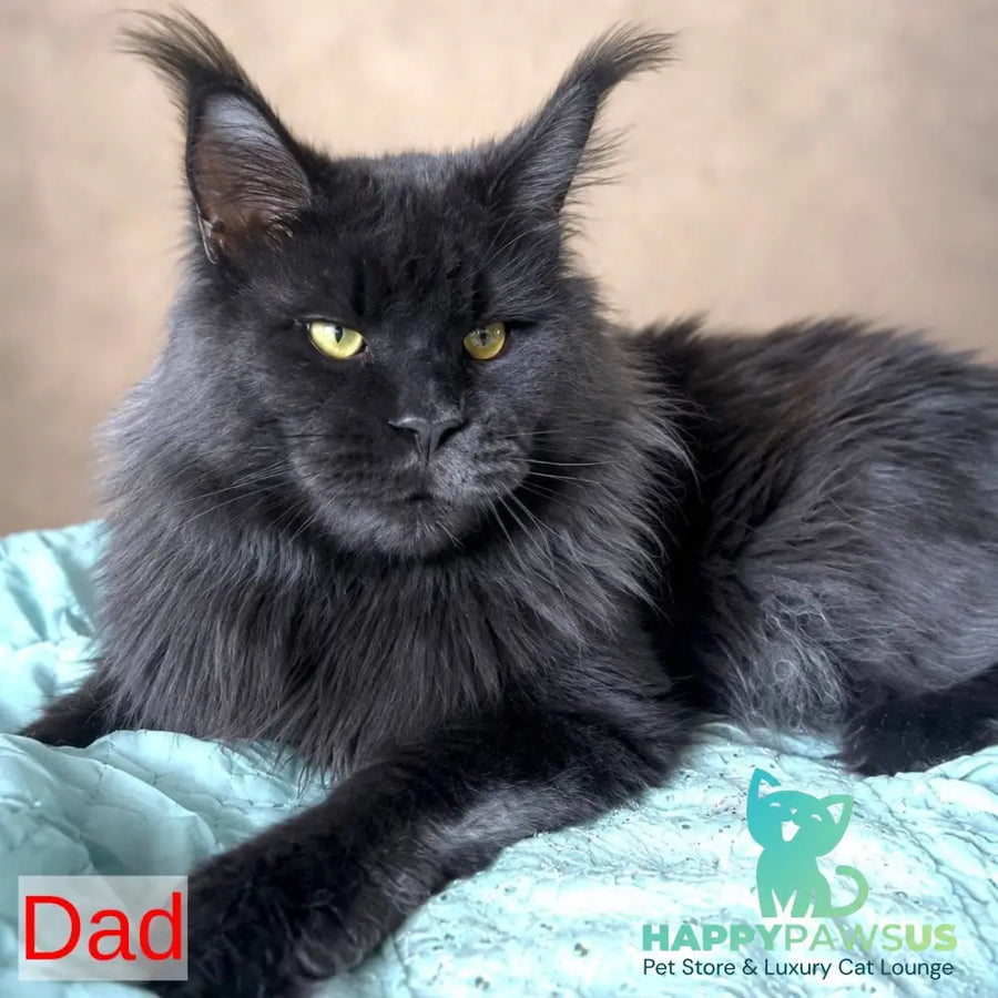 Jolie Maine Coon female blue silver tabby - live animals
