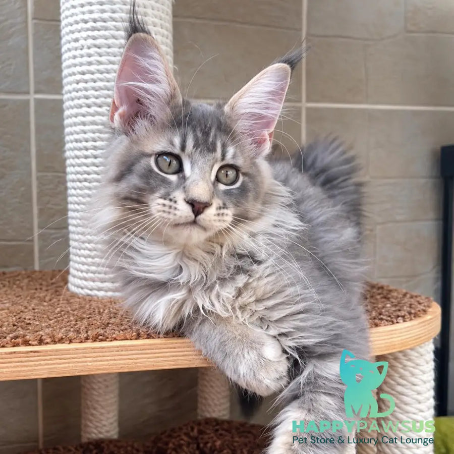 Jolie Maine Coon female blue silver tabby - live animals