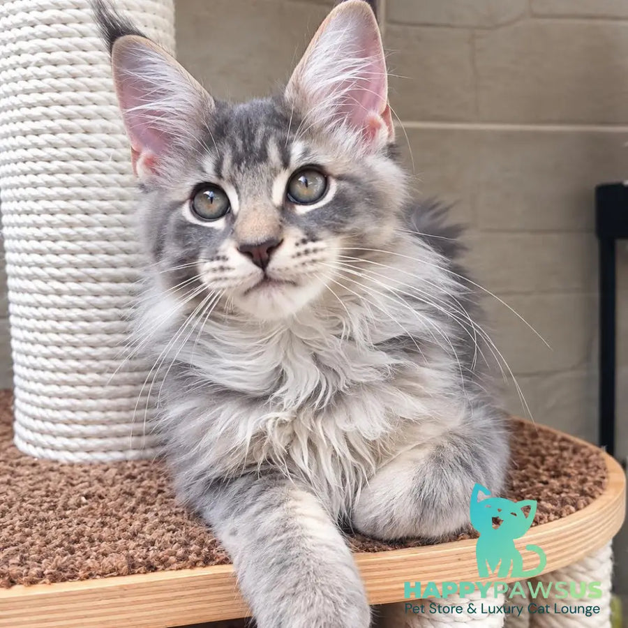 Jolie Maine Coon female blue silver tabby - live animals