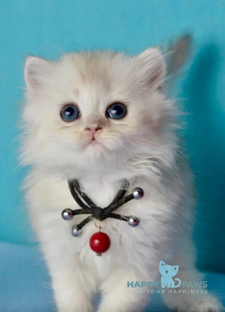Jolie Scottish Straight female black silver shaded live animals