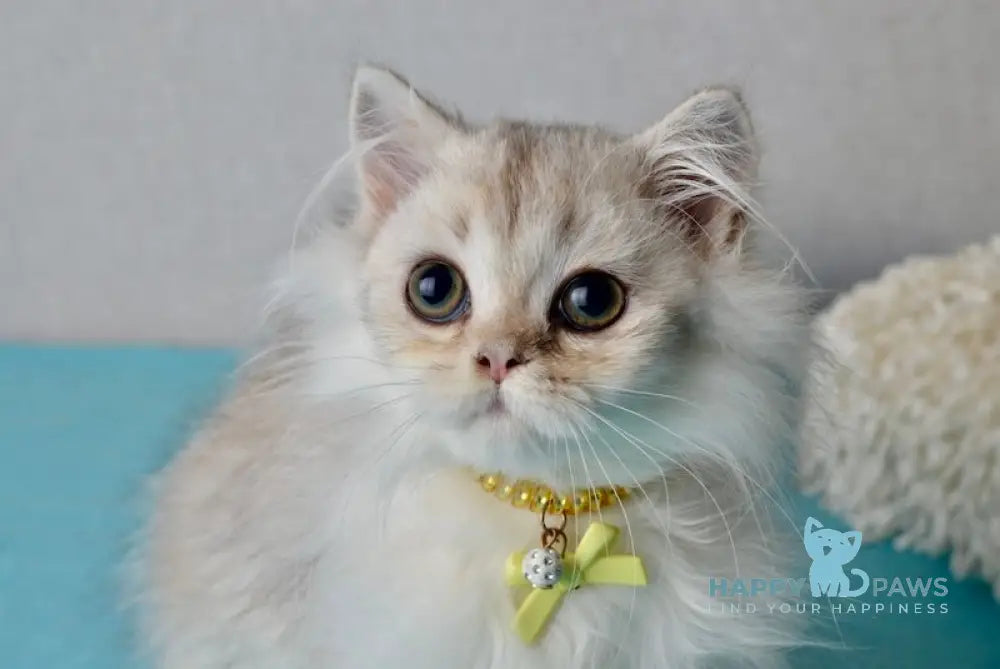 Jolie Scottish Straight female black silver shaded live animals