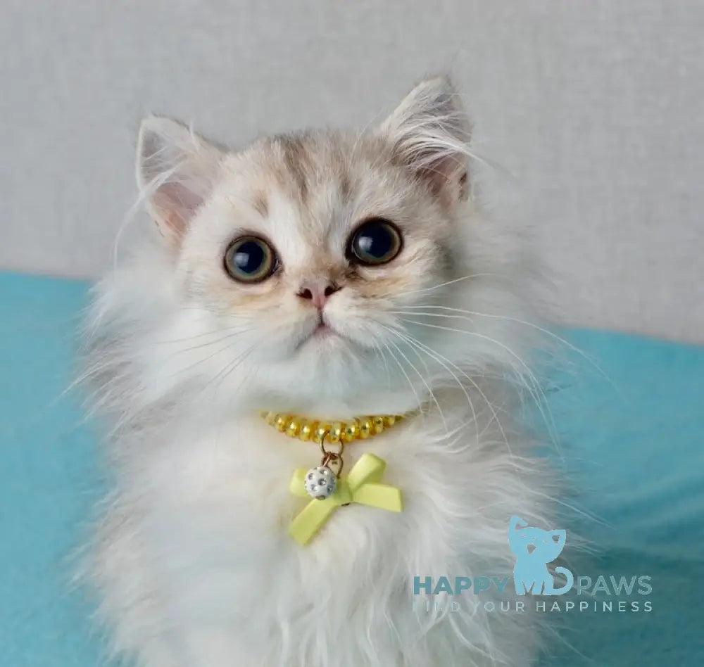 Jolie Scottish Straight female black silver shaded live animals
