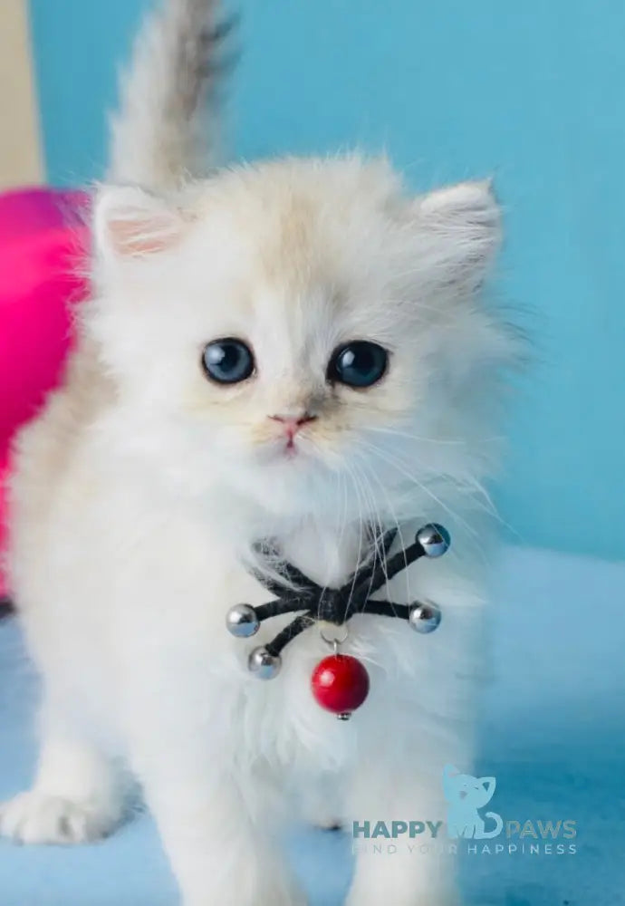Jolie Scottish Straight female black silver shaded live animals