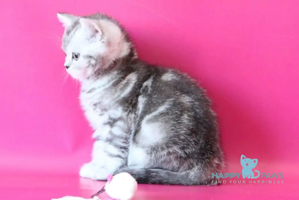 Jolie Scottish Straight female black silver tabby live animals