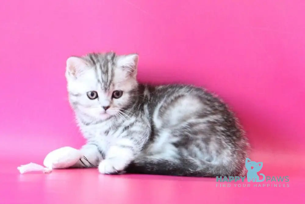 Jolie Scottish Straight female black silver tabby live animals