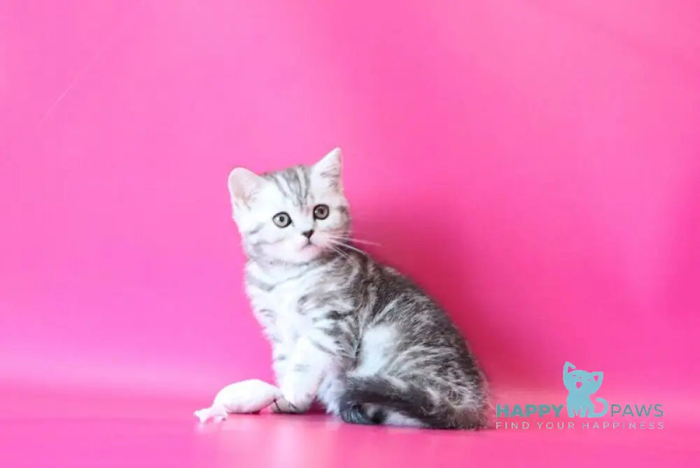 Jolie Scottish Straight female black silver tabby live animals