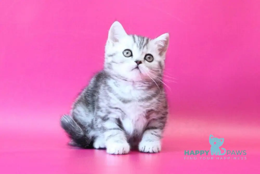 Jolie Scottish Straight female black silver tabby live animals