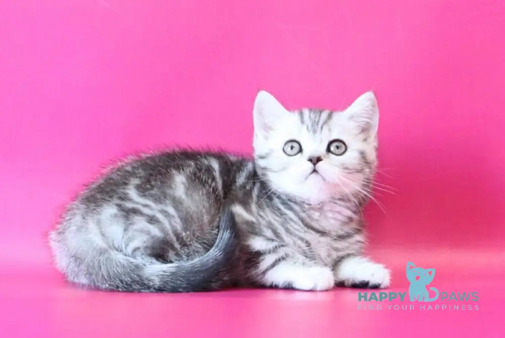 Jolie Scottish Straight female black silver tabby live animals