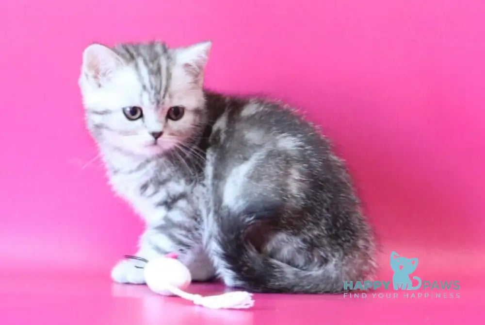 Jolie Scottish Straight female black silver tabby live animals