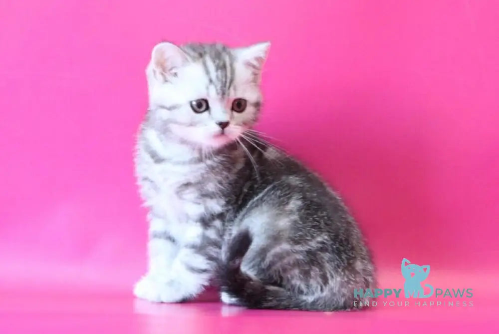 Jolie Scottish Straight female black silver tabby live animals