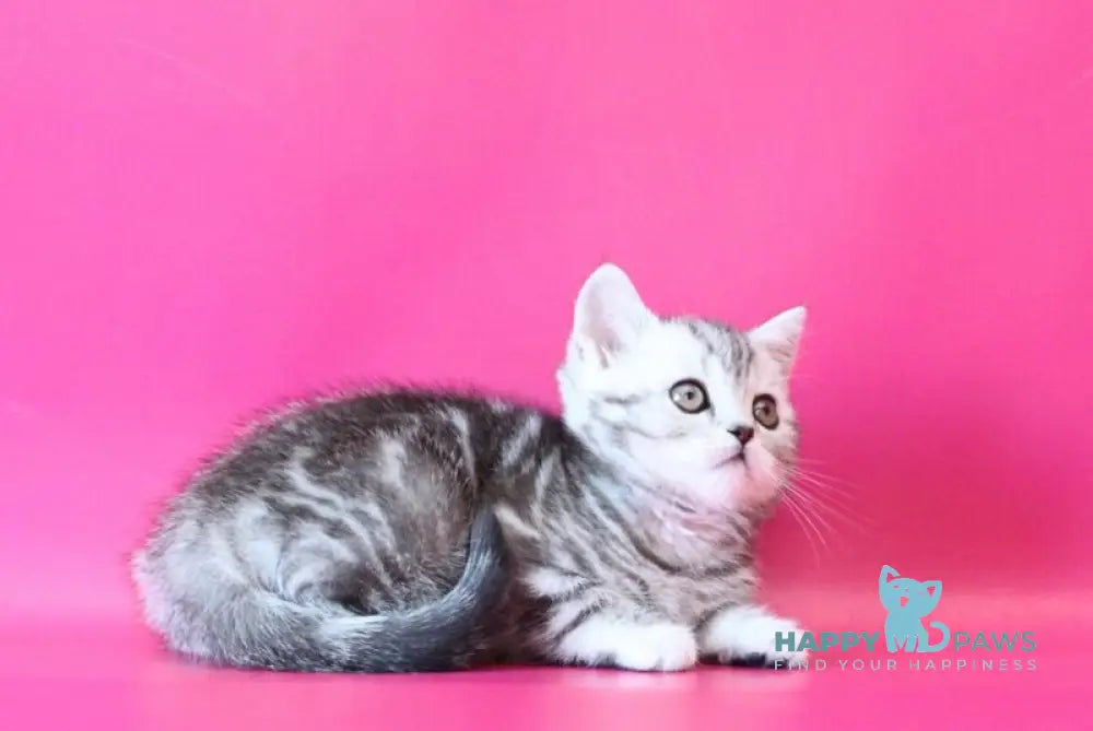 Jolie Scottish Straight female black silver tabby live animals