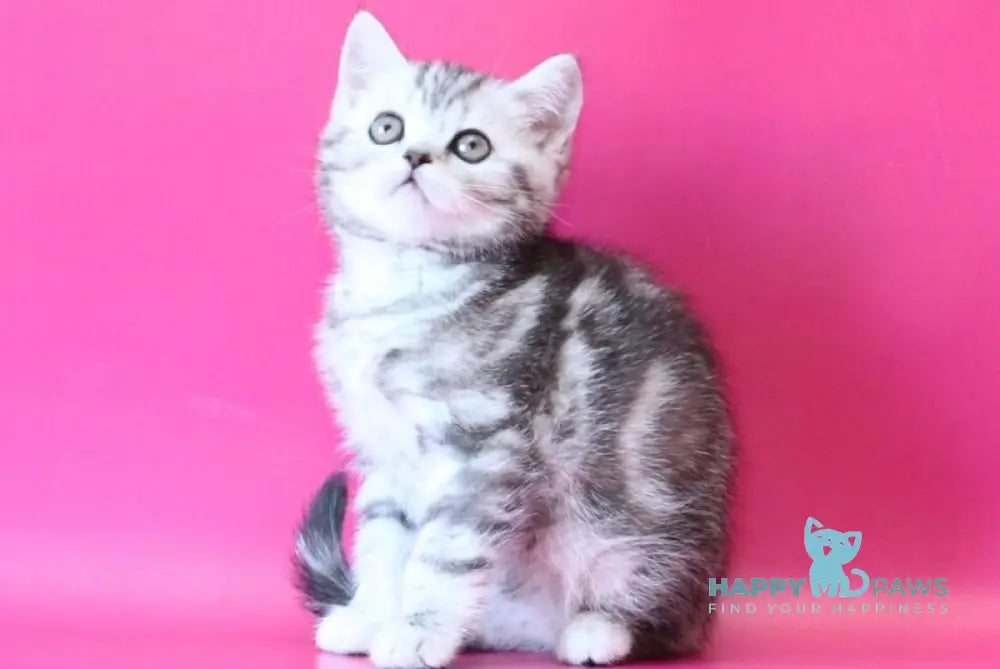 Jolie Scottish Straight female black silver tabby live animals