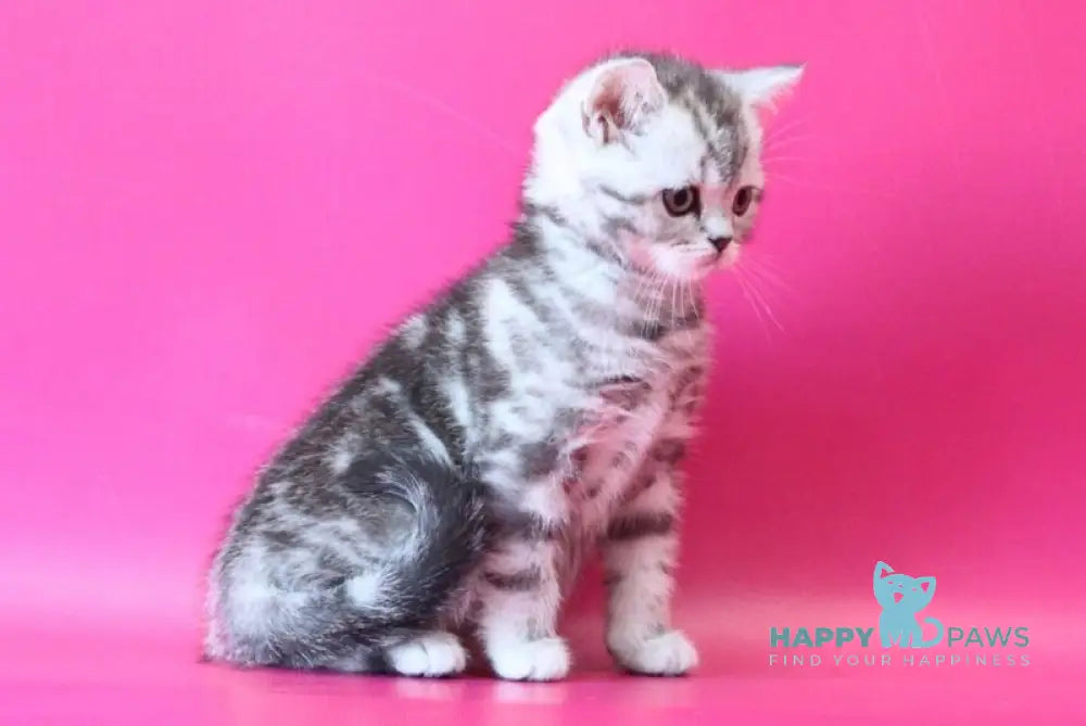 Jolie Scottish Straight female black silver tabby live animals