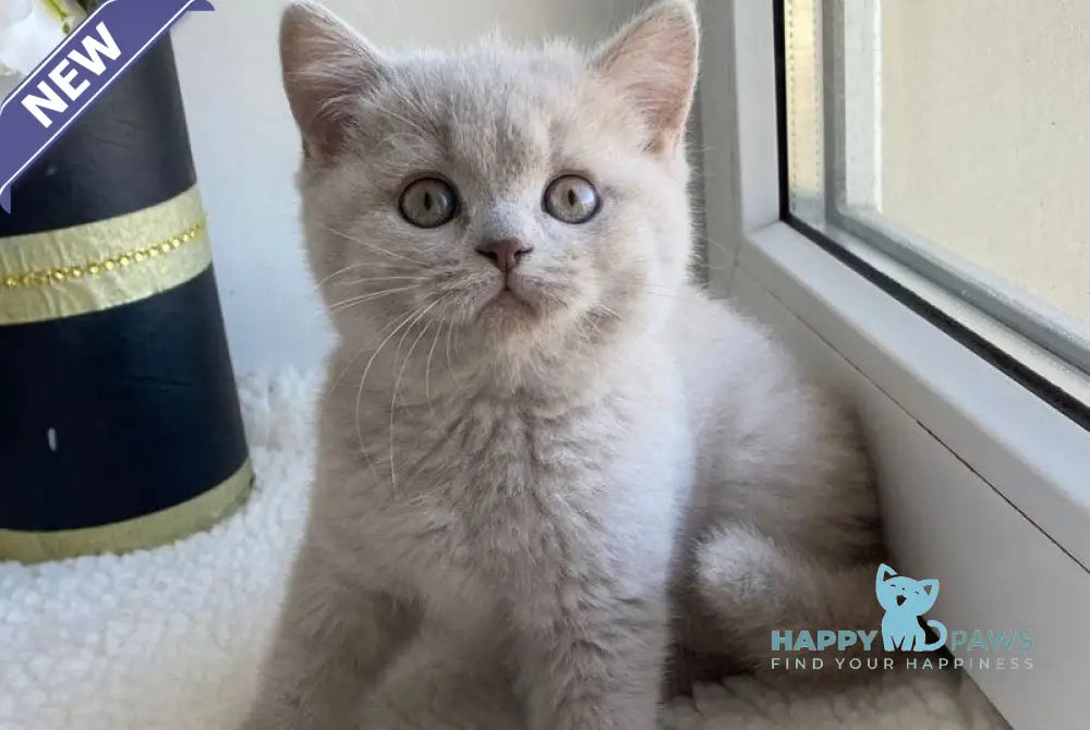 Jolli British Shorthair female lilac live animals